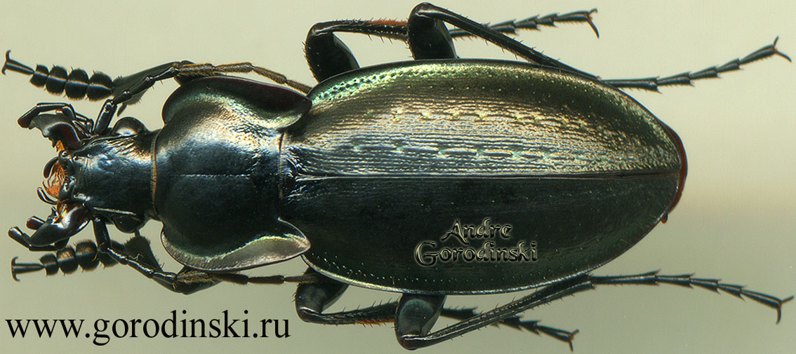 http://www.gorodinski.ru/carabus/Piocarabus vladimirskiy vladimirskiy.jpg